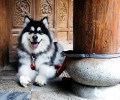 阿拉斯加犬不想吃饭，腹部还咕咕噜咕噜的。
