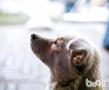 宠物狗狗骨节疼痛怎么办？WOWO氨基葡萄糖骨节健有话说