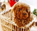 泰迪犬常常泪汪汪的是有哪些眼睛疾病吗？