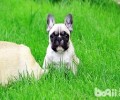 法斗犬的鼻部老是干的，这类状况正常吗？