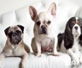 法斗犬的鼻部老是干的，这类状况正常吗？
