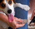 中华田园犬的眼屎多比较多是怎么回事造成 的？
