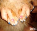 中华田园犬的眼屎多比较多是怎么回事造成 的？