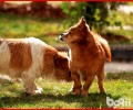 中华田园犬的眼屎多比较多是怎么回事造成 的？