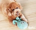 泰迪犬反胃一般都有哪些缘故？