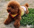 泰迪犬反胃一般都有哪些缘故？