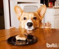 柯基犬一窝能怀几个？