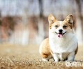 柯基犬一窝能怀几个？