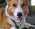 怎样为小狗选择适合的犬粮