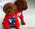 茶杯泰迪犬实际上并不会太难养