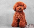泰迪犬的美容护肤攻略大全全集