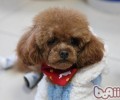 第一次喂养泰迪犬的常见问题