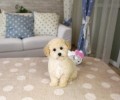 泰迪幼犬日常饮食的常见问题