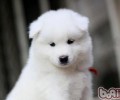 小狗刮毛后的心理现象