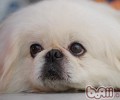 有关蝴蝶犬、北京犬和哈巴犬的喂养方法