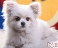 父母们要留意的一些养宠物不良习惯