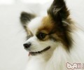 小狗能够从食材中获得所需营养元素