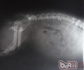 犬猫车祸事故的成本