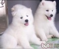 选购小狗必须留意的五大难题