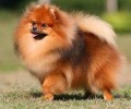 教你该怎么穿着打扮博美犬