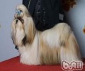 怎样给西施犬拔耳毛