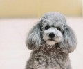 泰迪犬常常吃流食非常容易有牙齿结石