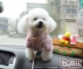 假期自驾游带狗出行的错误观念