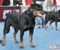 罗威纳犬的性格特征