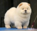 松狮狗的平时喂养方法