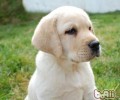 公犬绝育手术后怎么会长胖