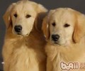 文明养犬，绅士狗狗外出必需
