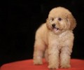 养公犬好還是后妈狗好