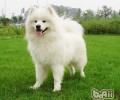 为何公狗撒尿要伸出后脚呢