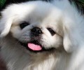 京巴犬的生活起居该如何照料