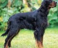 有关戈登盛福犬的材料详细介绍