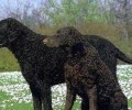 有关卷毛寻牧羊犬的材料详细介绍