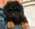 有关藏獒幼犬的营养成分要求
