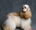 美国可卡犬的历史时间及外观设计特点