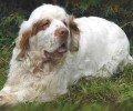 有关克伦伯牧羊犬的相关资料详细介绍