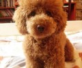 饲养泰迪犬有什么错误观念