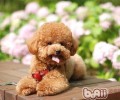 如何恰当抱泰迪犬