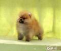 博美犬换毛期的美容护肤关键点