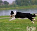 如何提高宠物犬的胃口