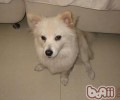 宠物犬吞噬脏东西该怎么办