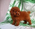 狗狗美容从幼狗刚开始