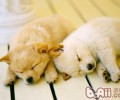 掌握小狗的睡眠质量全球