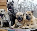 意大利加纳利犬的品种介绍