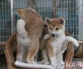 给秋田犬吃内脏器官的弊端