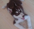 什么状况不适合狗狗洗澡