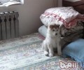 如何为金毛做美容
